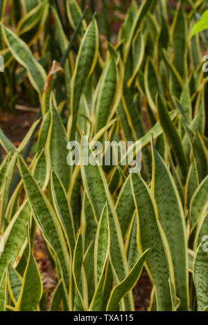 Schwiegermutter Zunge, Sansevieria Trifasciat, Natur Portrait in der Botanischen Garten von Madeira, Portugal, Europäische Union Stockfoto