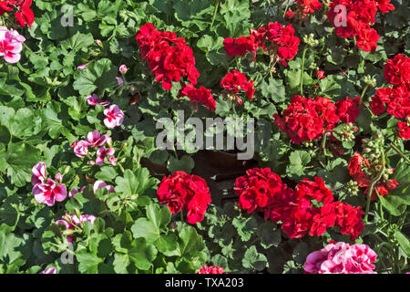 Auf dem Markt der Blumen schöne rote Geranien vor dem Verkauf. Stockfoto