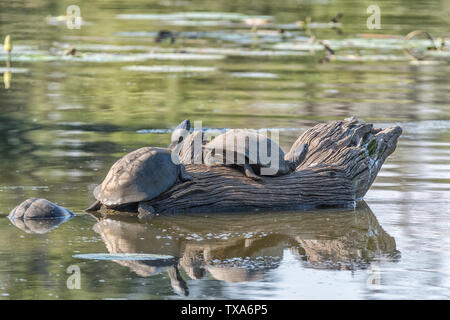 Zwei gezackte schwenkbaren Dosenschildkröten, Pelusios sinuatus, auf einem toten Baumstumpf in einem Teich Stockfoto