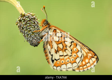 Marsh Fritillary ruht auf einem Samen Kopf mit den Flügeln in der geschlossenen Position Stockfoto