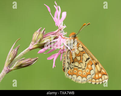 Marsh Fritillary ruht auf einem rosa Blume Kopf mit den Flügeln in der geschlossenen Position Stockfoto