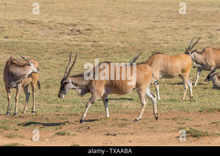 Gemeinsame eland, Taurotragus oryx Oryx, wandern von rechts nach links Stockfoto