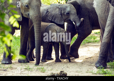 Afrika, Simbabwe, manaturals, Nationalparks, Tiere, Elefanten, baby Elefanten, Elefantenherden, Natur, primitive, geschützte Bereiche Stockfoto