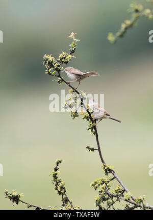 Gemeinsame Whitethroats, Sylvia communis, auf einem Zweig in Pulborough Brooks RSPB Nature Reserve, West Sussex, UK Juni 2019 Stockfoto