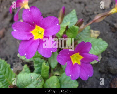 Violette Blumen Stockfoto