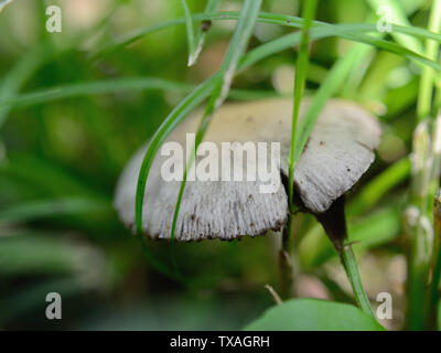 Blass Brittlestem Pilz, Psathyrella candolleana Stockfoto