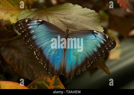 Schönen blauen Morpho Schmetterling auf einem Blatt Stockfoto