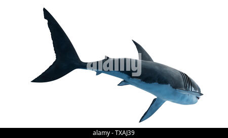 3D-Darstellung eines großen weißen Hai Stockfoto