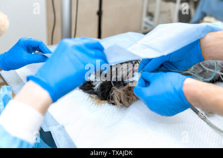 Vet Chirurg assistant Abdeckung Hund mit verletzten Auge durch sterile Abdeckung. die Vorbereitung auf die Berufsbildung chirurgischen Operation. Stockfoto