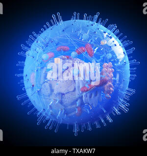 3D-gerenderte Medizinisch genaue Abbildung eines menschlichen Zelle Stockfoto