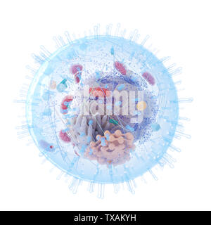 3D-gerenderte Medizinisch genaue Abbildung eines menschlichen Zelle Stockfoto