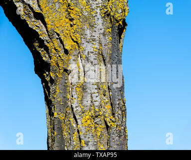 Close-up von Baumrinde mit Moos gegen leeren blauen Himmel. Stockfoto