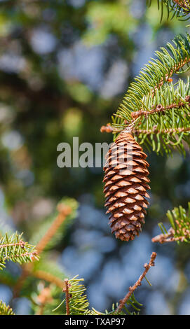 Ein nadelbaum Kegel aus hängenden Ast. Stockfoto