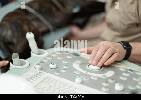 Arzt Tierarzt macht Ultraschall und Elektrokardiogramm Herz der Hund im Büro. Die Hand eines männlichen Arzt auf ein Ultraschallgerät Nahaufnahme. Stockfoto