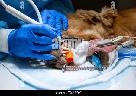 Ein Tierarzt Chirurg Bürsten der Zähne seines Hundes unter Anästhesie auf dem OP-Tisch. Hygiene der Mundhöhle bei Hunden. Zahnarzt Tierarzt behandelt teet Stockfoto