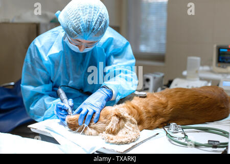 Ein Tierarzt Chirurg Bürsten der Zähne seines Hundes unter Anästhesie auf dem OP-Tisch. Hygiene der Mundhöhle bei Hunden. Zahnarzt Tierarzt behandelt teet Stockfoto