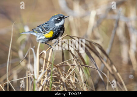 Männliche Yellow-rumped Warbler in Nordwisconsin. Stockfoto