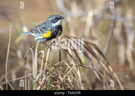 Männliche Yellow-rumped Warbler in Nordwisconsin. Stockfoto