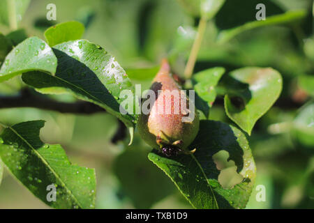 Nahaufnahme Foto von kleinen wachsenden Birnen auf die grünen Blätter eines Baumes. Stockfoto