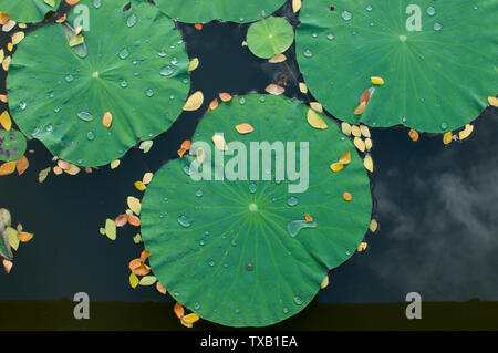 Bild von einigen Lotus Blatt mit Wassertropfen, die in einem Teich in Ubud, Bali - Indonesien Stockfoto
