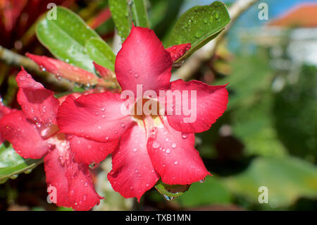 Nahaufnahme Bild von einigen schönen Desert Rose Blume (auch "Impala Lily, Mock Azalea, Rosa adeniums) mit Wassertropfen und unscharfen Hintergrund Stockfoto