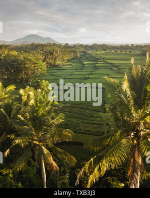 Bali Reisterassen und Palmen mit Blick auf die Berge im Hintergrund. Antenne drone Foto. Berühmte Wahrzeichen Tegallalang Stockfoto