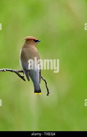 Ein Cedar waxwing Bombycilla cedrorum Vogel'', thront auf einem toten Baum in ländlichen Alberta Kanada Stockfoto