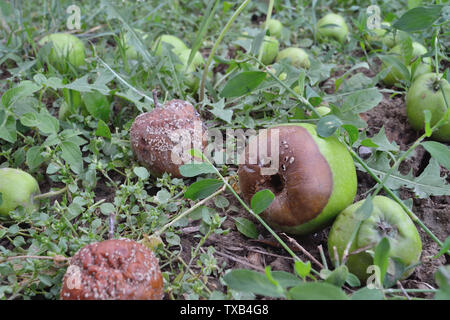 Äpfel auf dem Boden vom Baum gefallen, Monilia laxa (Monilinia laxa) Befall Stockfoto