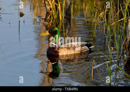 Ein erwachsenes Männchen Stockente Anas platyrhynchos, Schwimmen in einem sumpfigen Gebiet am Beaver Teich in der Nähe von Hinton Alberta, Kanada. Stockfoto