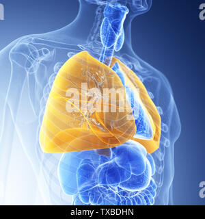 3D-gerenderte Medizinisch genaue Abbildung der Lunge Stockfoto