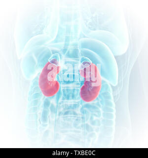 3D-gerenderte medizinisch exakte Darstellung der Nieren Stockfoto