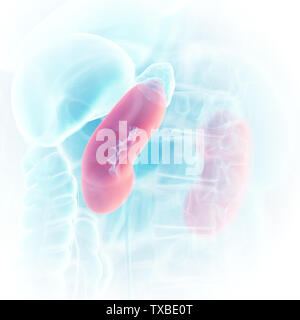 3D-gerenderte medizinisch exakte Darstellung der Nieren Stockfoto