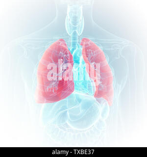 3D-gerenderte Medizinisch genaue Abbildung der Lunge Stockfoto