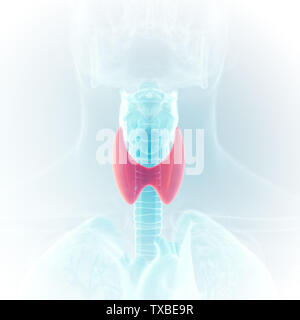 3D-gerenderte medizinisch exakte Darstellung der Schilddrüse Stockfoto