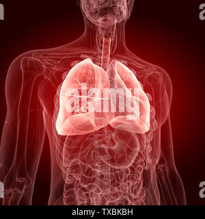 3D-gerenderte Medizinisch genaue Abbildung der Lunge Stockfoto