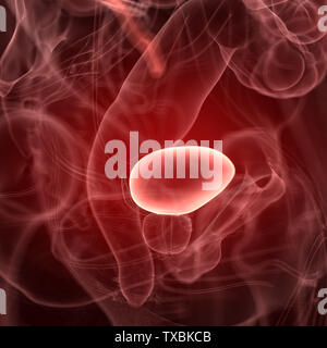 3D-gerenderte Medizinisch genaue Abbildung der Blase Stockfoto