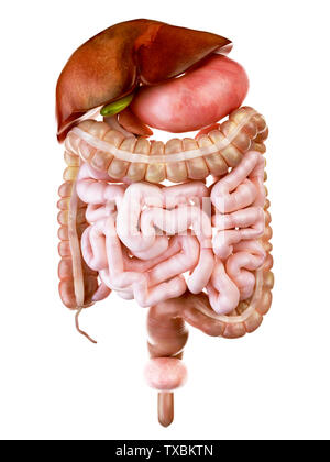 3d-medizinisch genauen Abbildung des menschlichen Verdauungssystems gerendert Stockfoto