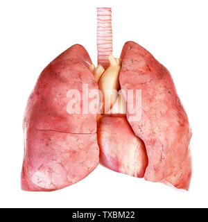 3D-gerenderte Medizinisch genaue Abbildung des Herzens und der Lunge Stockfoto