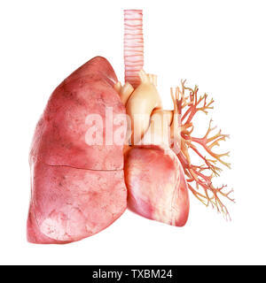3D-gerenderte Medizinisch genaue Abbildung des Herzens und der Lunge Stockfoto