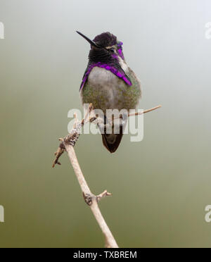 Eine männliche Costa hummingbird sitzt auf einem Stick auf dem Palm Canyon Trail, Borrego Springs, Kalifornien Stockfoto