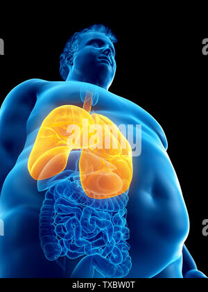 3D-gerenderte Medizinisch genaue Abbildung eines übergewichtigen mans Lungen Stockfoto