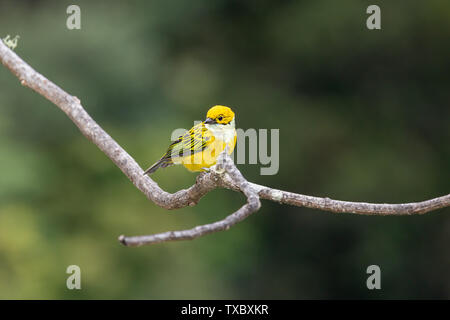 Ein Silber-throated Tanager hocken auf einem Zweig in den Nebelwald des Talamanca bergen, San Gerardo de Dota, Costa Rica. Stockfoto