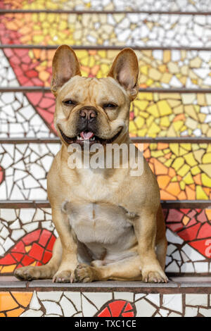 Frenchie Portrait auf Moraga Schritte in San Francisco. Stockfoto