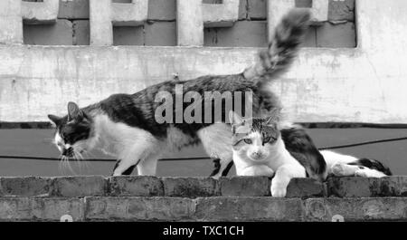 Hey, Kitty. Stockfoto