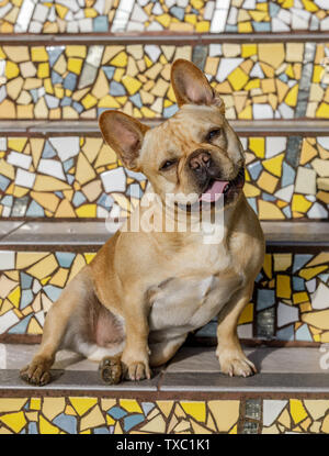 Frenchie Portrait auf Moraga Schritte in San Francisco. Stockfoto