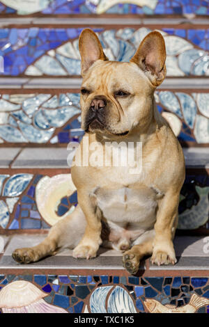 Frenchie Portrait auf Moraga Schritte in San Francisco. Stockfoto