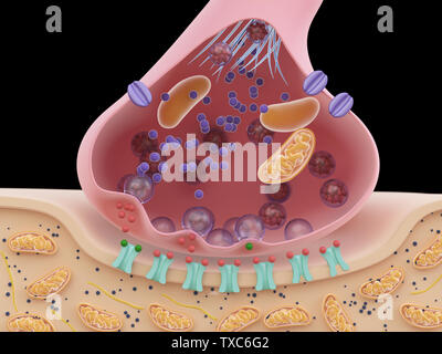 3D-Darstellung einer Synapse Querschnitt Stockfoto