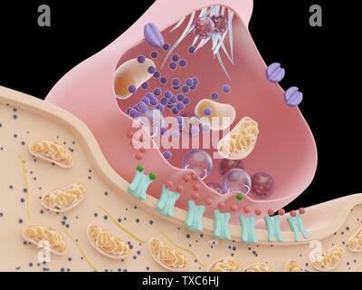 3D-Darstellung einer Synapse Querschnitt Stockfoto