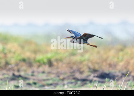 Lonely Reiher Futter in River Delta untiefen Stockfoto