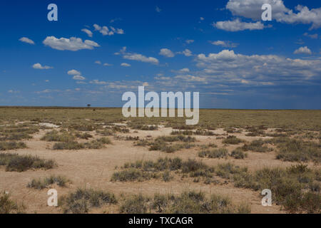 Panorama vom Etosha Nationalpark, Namibia Stockfoto